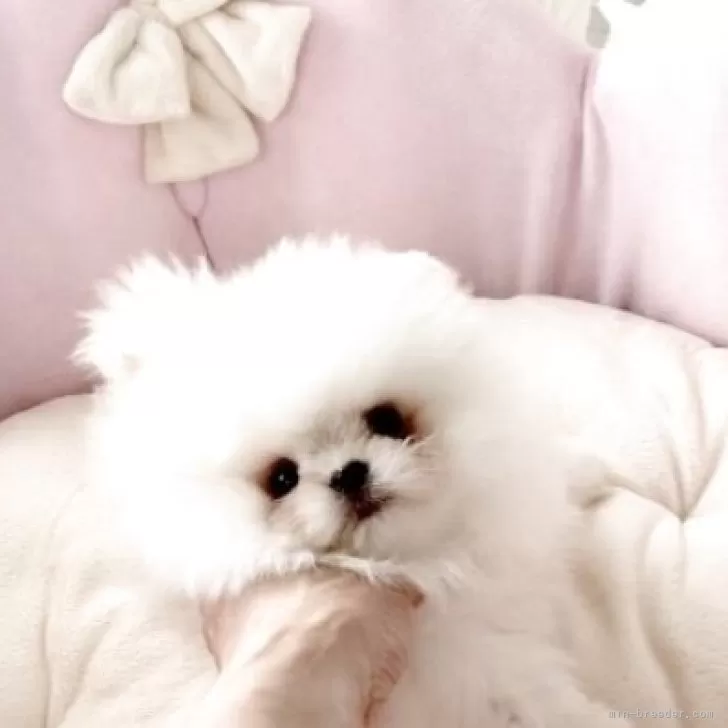 ゆっきー 様のお迎えした子犬