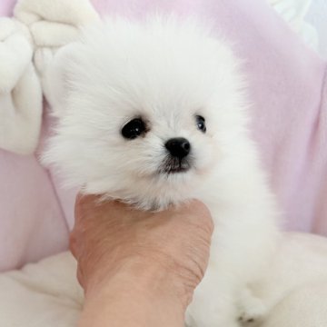 ポメラニアン【愛知県・女の子・2025年9月1日・ホワイト】の写真「お目目クリクリ❤️魅力的❤️愛らしい女の子❤️」