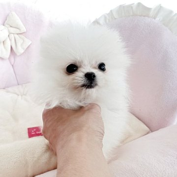 ポメラニアン【愛知県・女の子・2025年8月8日・ホワイトクリーム】の写真「❤️極小❤️お目目クリクリ❤️愛らしい女の子❤️」