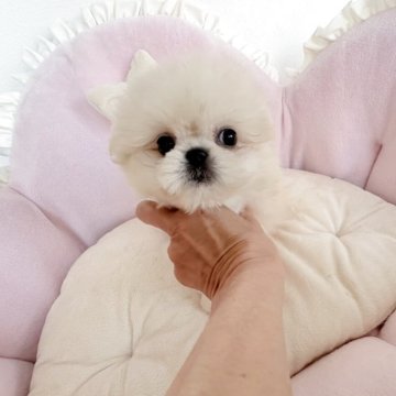 ミックス(ペキニーズ×マルチーズ)【愛知県・女の子・2025年9月18日・クリームホワイト】の写真「可愛すぎる❤️クリクリうるうるお目目❤️」