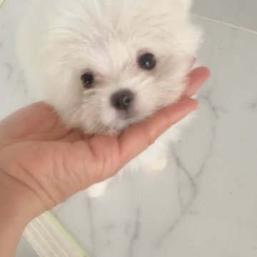 ポメマル(ポメラニアン×マルチーズ)【愛知県・女の子・2025年8月8日・ホワイト】の写真「可愛らしい女の子です❤️ウルウルお目目にキュン💓」