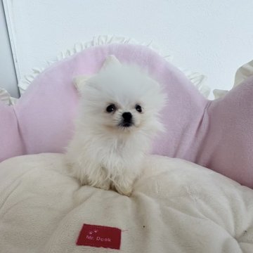 ポメラニアン【愛知県・女の子・2025年9月18日・ホワイト】の写真「お目目クリクリ❤️魅力的❤️愛らしい女の子❤️」