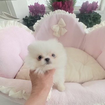 ミックス(ポメラニアン×ペキポメ)【愛知県・男の子・2025年10月10日・ホワイトクリーム】の写真「クリスマス特価中🩷童顔イケメン🩷小ぶりサイズ」