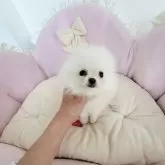 ポメラニアン【愛知県・女の子・2025年9月1日・ホワイト】の写真2