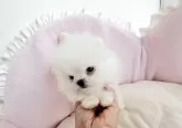 ミックス(ポメラニアン×ペキポメ)【愛知県・男の子・2025年9月12日・ホワイトクリーム】の写真6