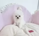 ミックス(ポメラニアン×ペキポメ)【愛知県・男の子・2025年9月12日・ホワイトクリーム】の写真7