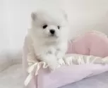 ポメラニアン【愛知県・男の子・2025年2月20日・ホワイト】の写真8