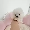 ミックス(ポメラニアン×ペキポメ)【愛知県・男の子・2025年9月12日・ホワイトクリーム】の写真8