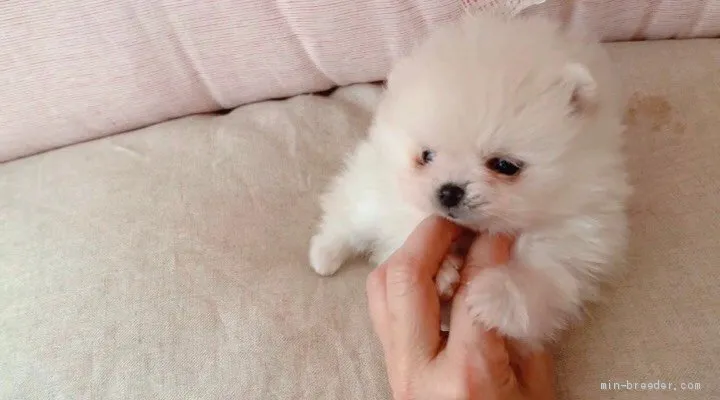 ID：2004-01255の子犬