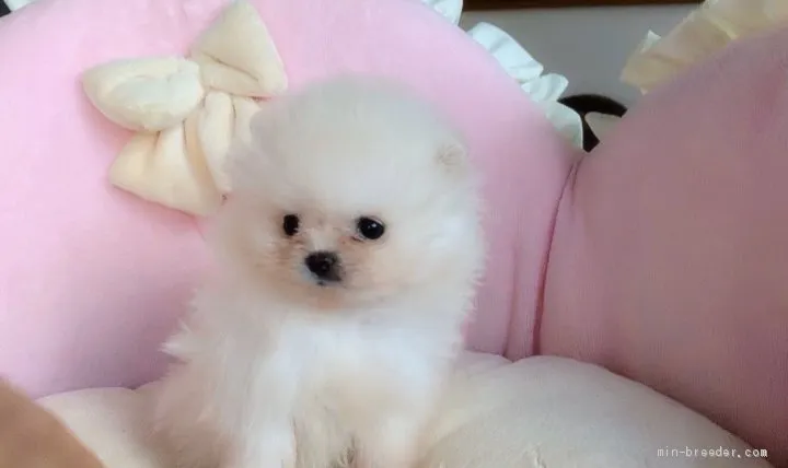 ID：1912-03142の子犬