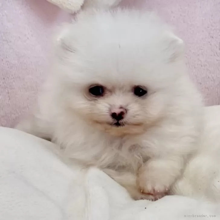 ID:2406-04497の子犬