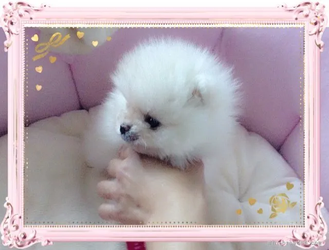 ID：1901-01519の子犬