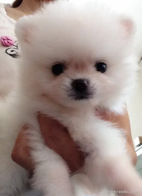 ID:1808-00159の子犬