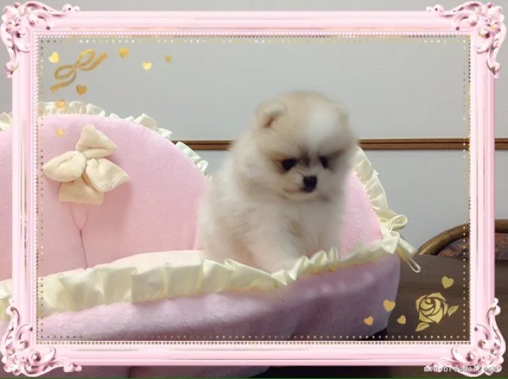 ID:1805-01690の子犬