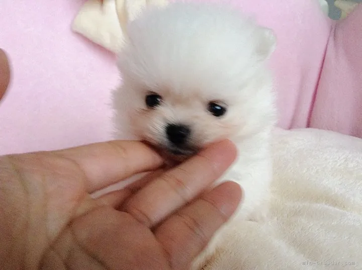 ID:1812-01664の子犬