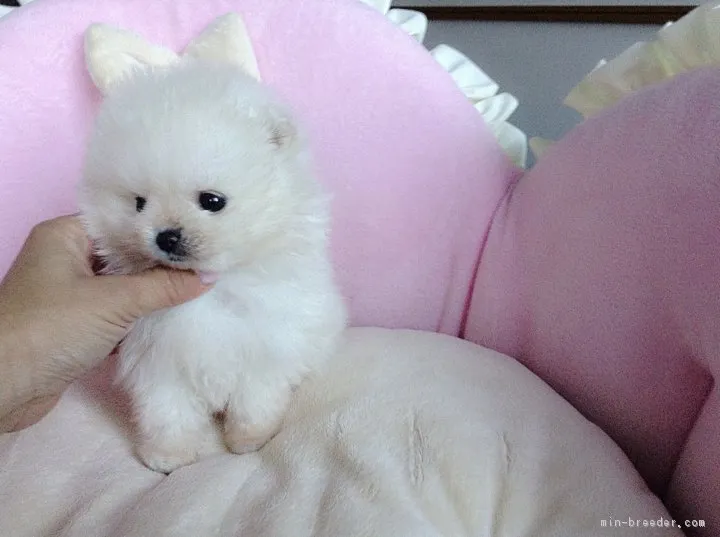 ID：1902-01551の子犬