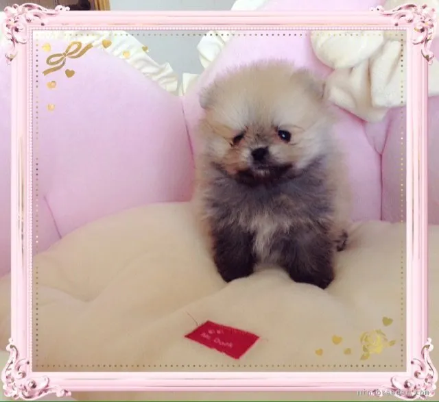 ID:1806-00061の子犬