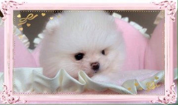 ポメラニアン【愛知県・男の子・2020年1月13日・クリーム ホワイトに近い】の写真「太くて短いお鼻❤️大きなくりくりお目目❤️」