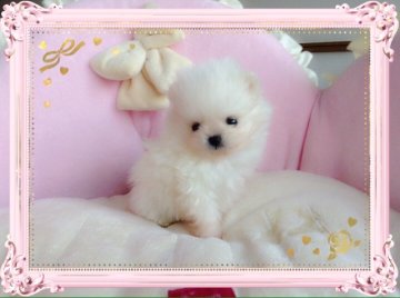 ポメラニアン【愛知県・女の子・2019年1月5日・ホワイト】の写真「❤️✨2/19撮影動画をアップしました✨❤️」