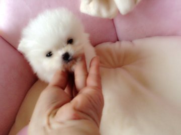 ポメラニアン【愛知県・男の子・2015年3月4日・ホワイト】の写真「☆ミラクル極小で超可愛いお顔☆」