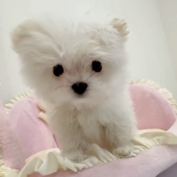 ポメマル(ポメラニアン×マルチーズ)【愛知県・女の子・2024年7月18日・ホワイト】の写真「可愛い🩷クリクリお目目の女の子💕」