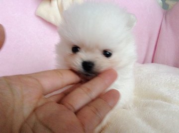 ポメラニアン【愛知県・男の子・2018年11月20日・ホワイト】の写真「❤️✨💖12/27撮影動画をアップしました💖✨❤️」