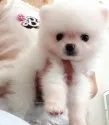 ポメラニアン【愛知県・男の子・2018年6月30日・ホワイト】の写真2