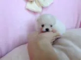 ポメラニアン【愛知県・女の子・2019年5月22日・クリーム】の写真3