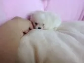 ポメラニアン【愛知県・女の子・2019年5月22日・クリーム】の写真5