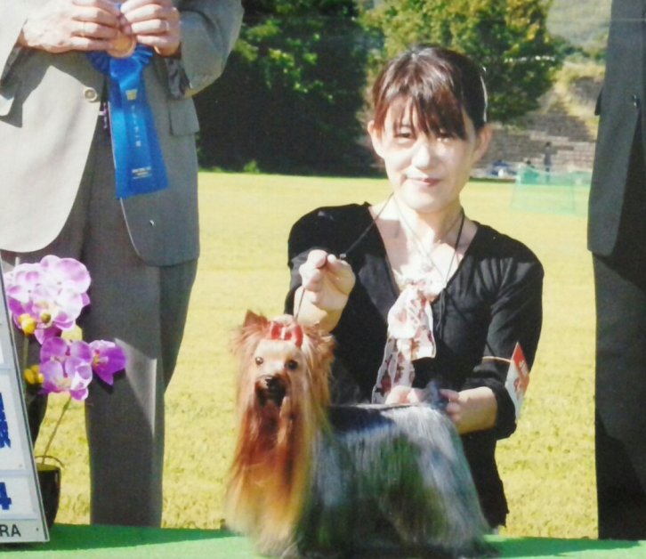 瀬戸　宏子(せと　ひろこ)ブリーダー(静岡県・ヨークシャーテリア・JKC登録)の紹介写真1