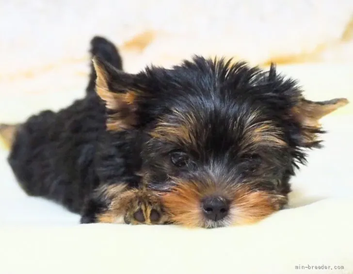 ID：2108-00521の子犬