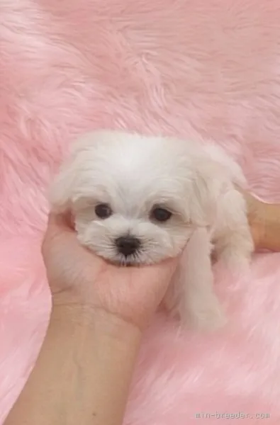 ID:1507-00222の子犬