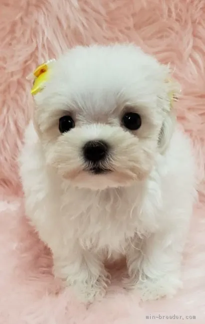 ID：2004-02192の子犬