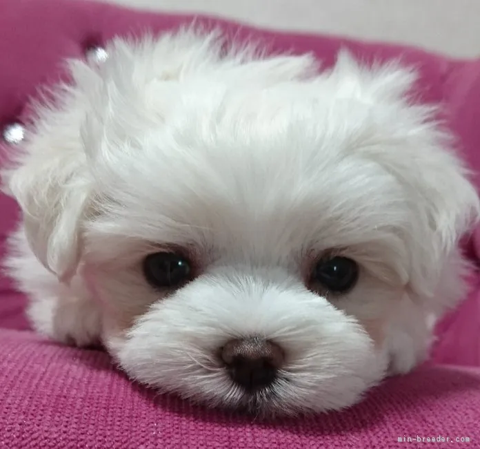 ID：1808-00464の子犬