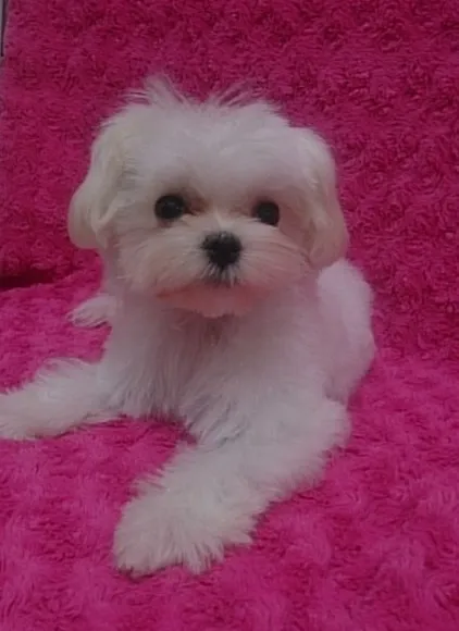 ID:1407-01729の子犬