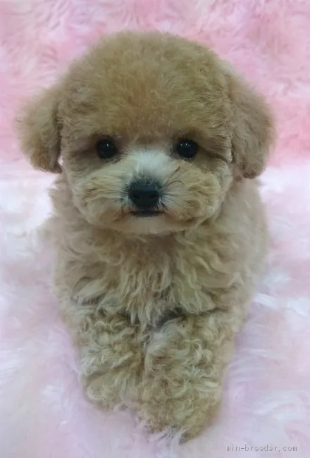 ID：1912-03132の子犬