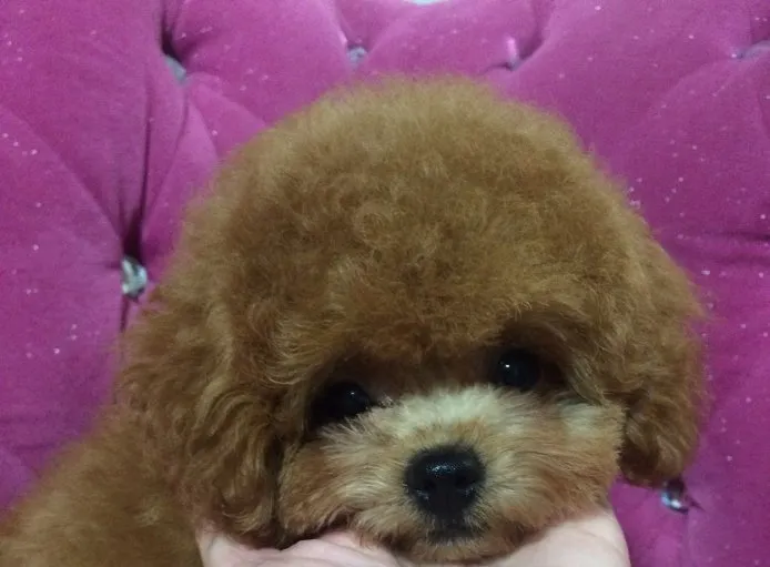 ID:1409-01364の子犬