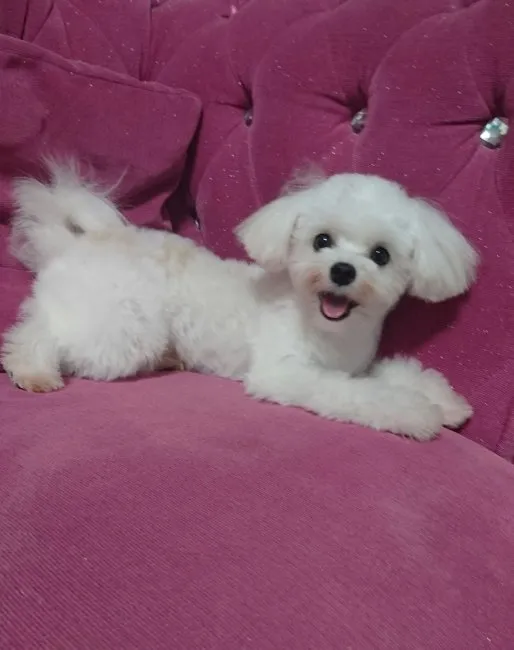 ID：1604-01182の子犬