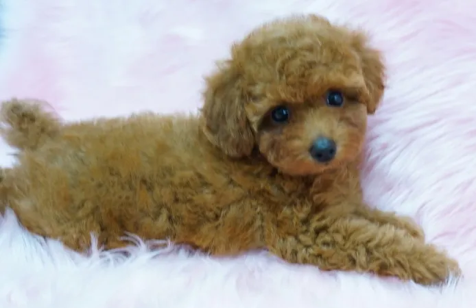ID：1311-01040の子犬