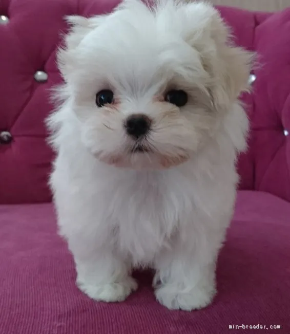 ID：1903-02575の子犬