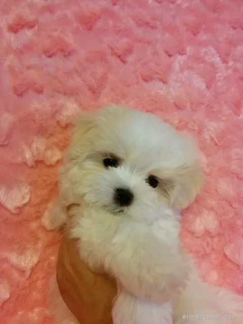 ID:1602-00938の子犬