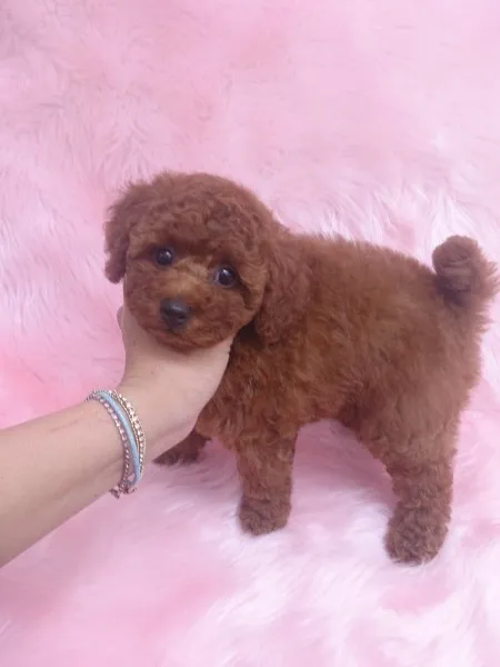 ID:1312-00519の子犬