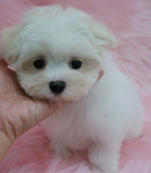 ID：1311-00694の子犬