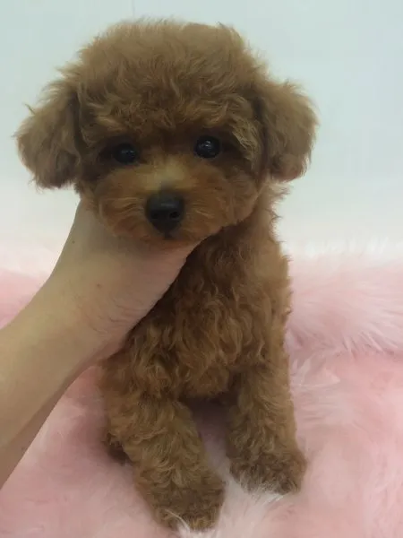 ID：1411-00520の子犬