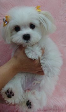 マルチーズ【沖縄県・男の子・2018年6月24日・ホワイト】の写真「愛嬌たっぷり可愛い男の子です♪」