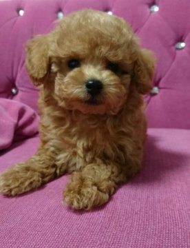 トイプードル(タイニー)【沖縄県・男の子・2017年3月9日・レッド】の写真「甘えんぼで可愛い男の子です。」