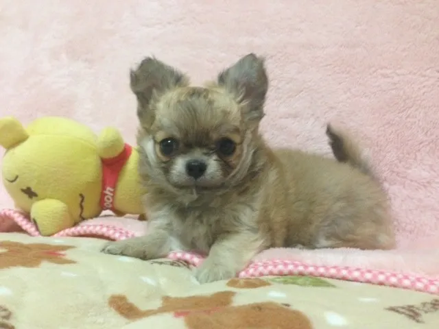 ID：1303-00269の子犬