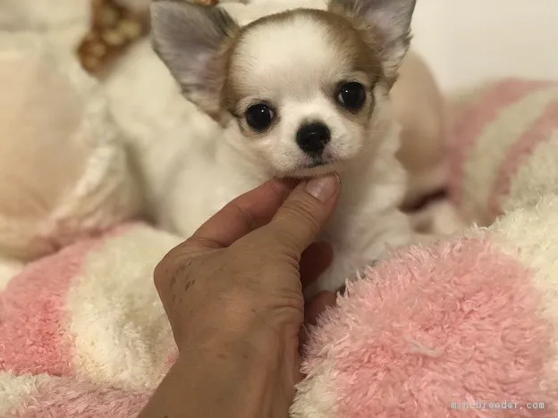 ID：1711-00813の子犬