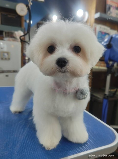 当犬舎のお客様がカット✂️に来てくれました｜茂木　和子(もてぎ　かずこ)ブリーダー(埼玉県・チワワ(ロング)など・JKC登録)の紹介写真6