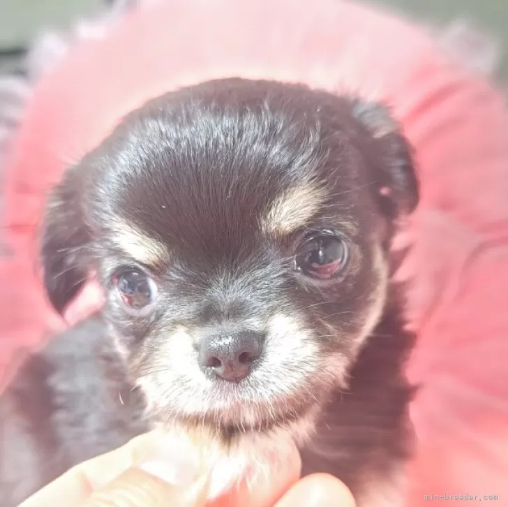 ID：2507-03899の子犬